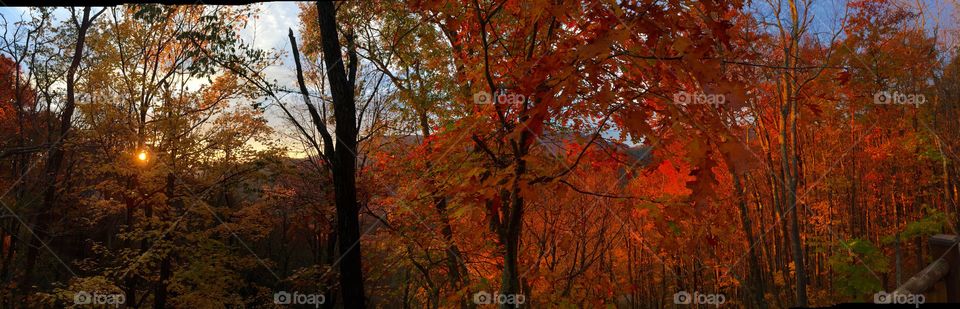 Fall, Leaf, Maple, Tree, No Person