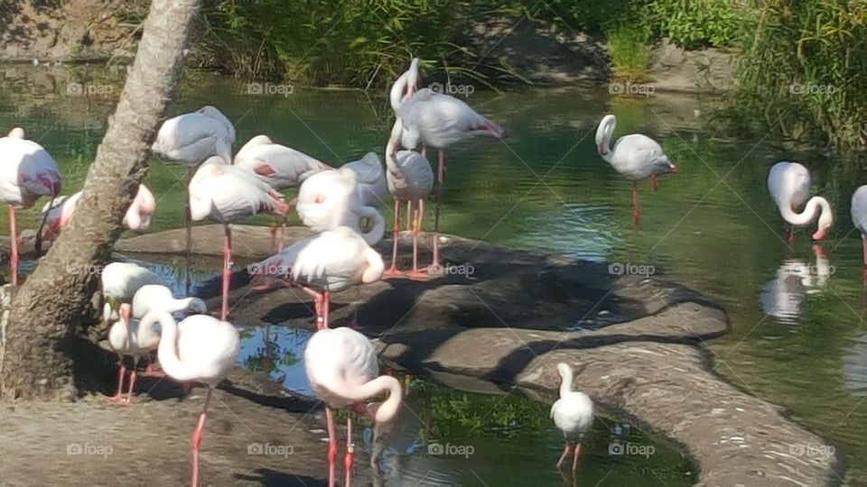 The flamingos rest comfortably asking the water at Animal Kingdom at the Walt Disney World Resort in Orlando, Florida.