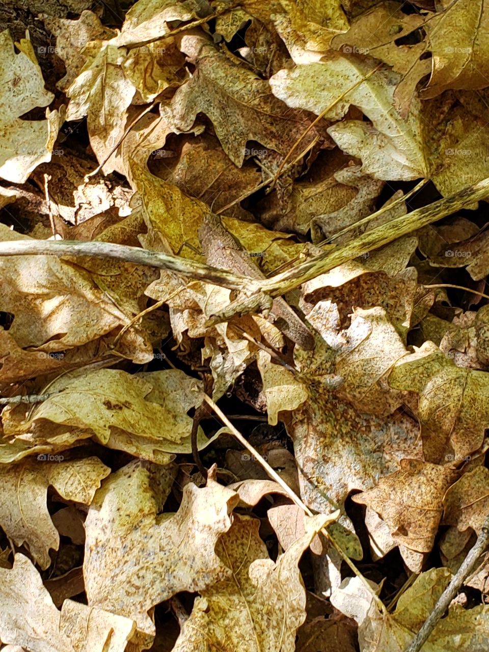 can you find the grasshopper