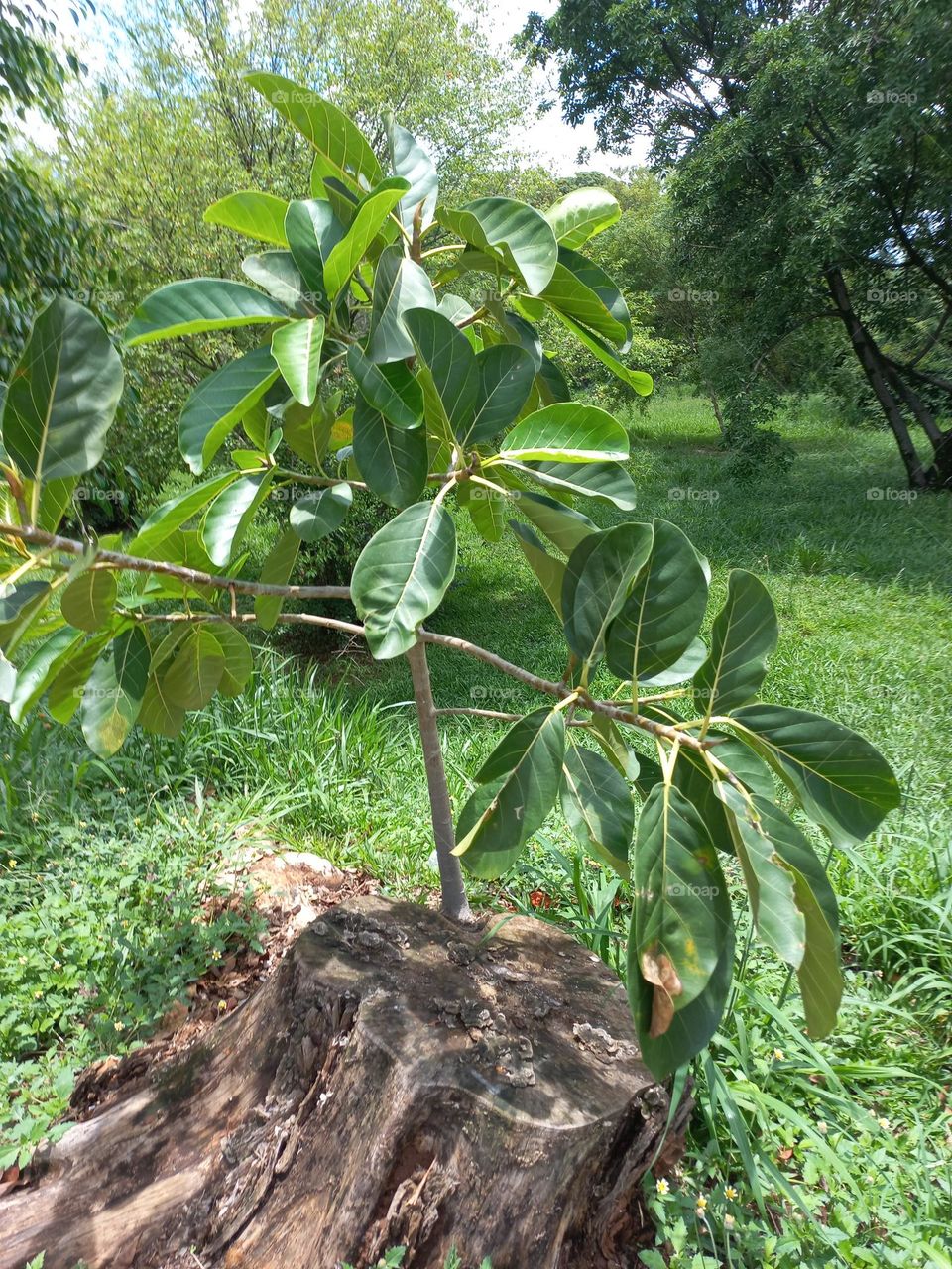A estratégia e o poder da regeneração das Árvores: A regeneração natural é o processo que ocorre em lesões  tendo o objetivo de recuperar estruturas perdidas.