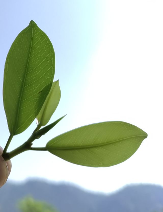 Portrait of Plant