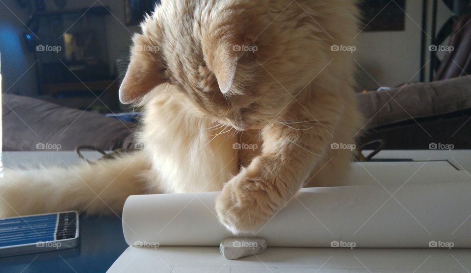 The cat and the eraser