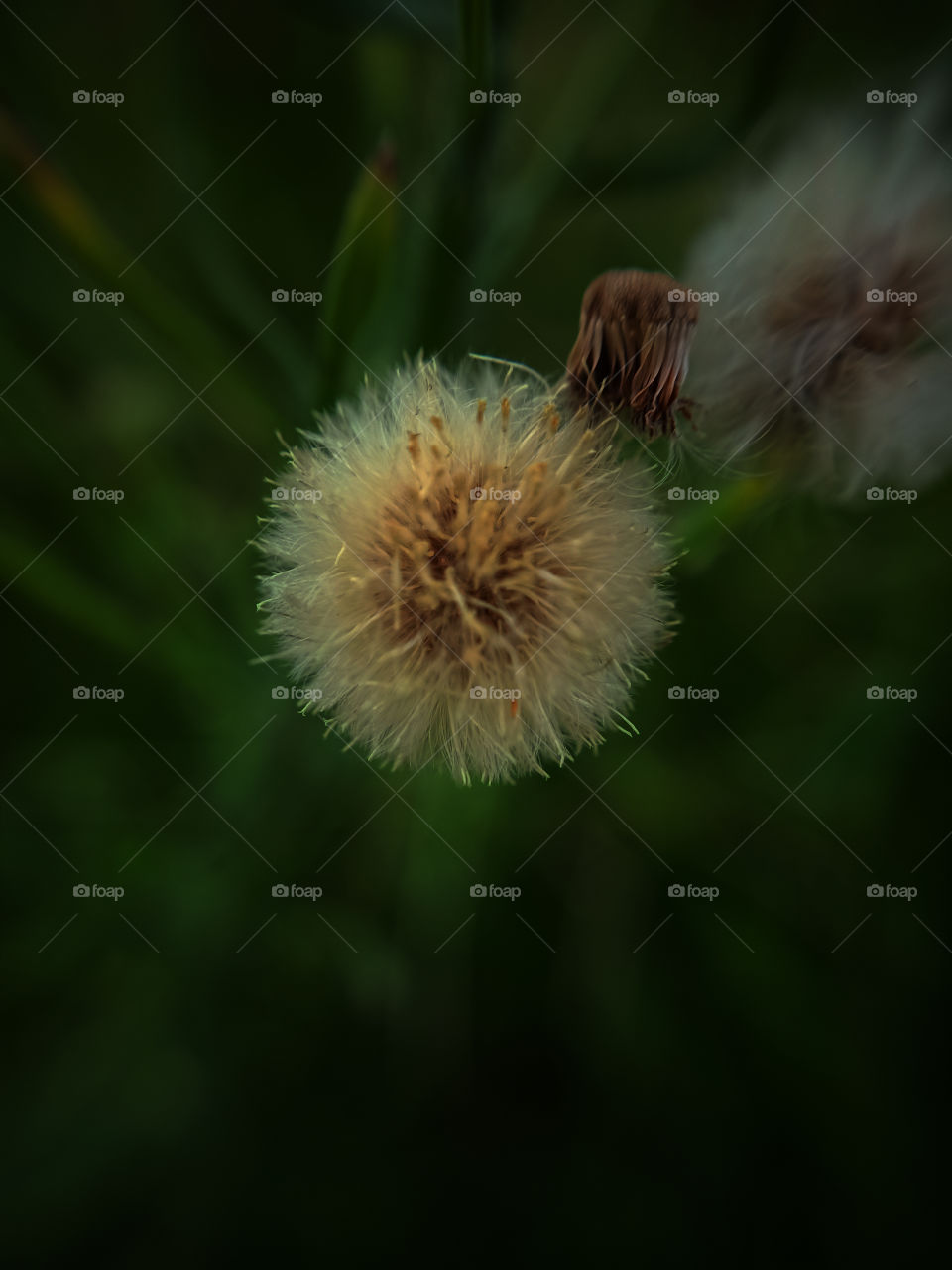 mobile macro photography