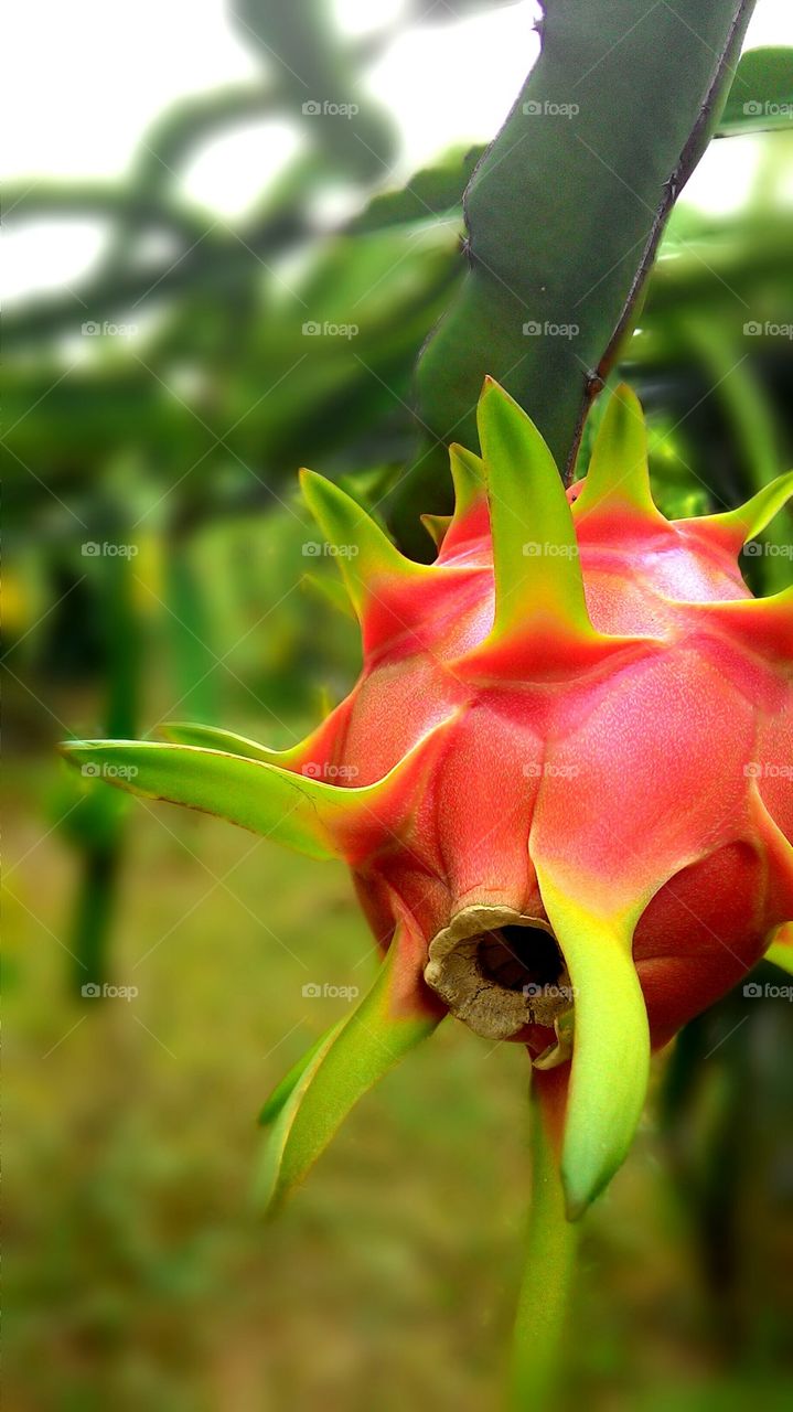 dragon fruit