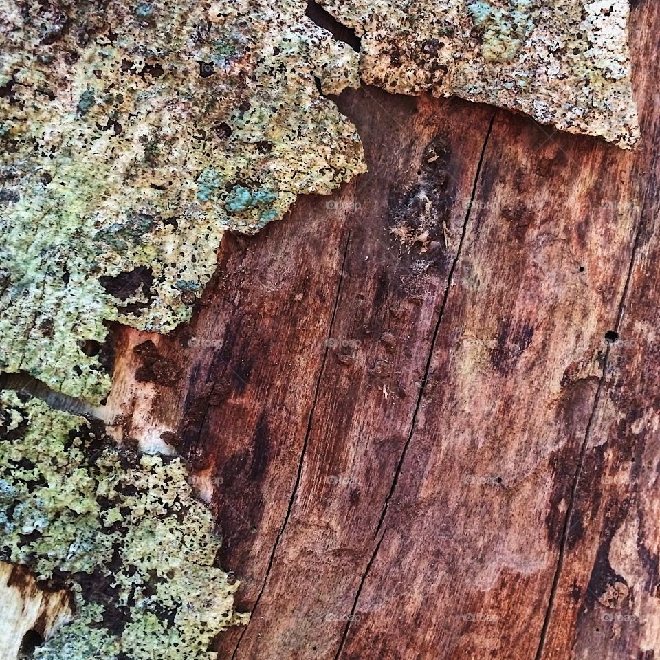 Mossy bark tree 