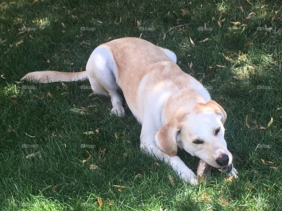 Dog chewing bone under tree in summer 