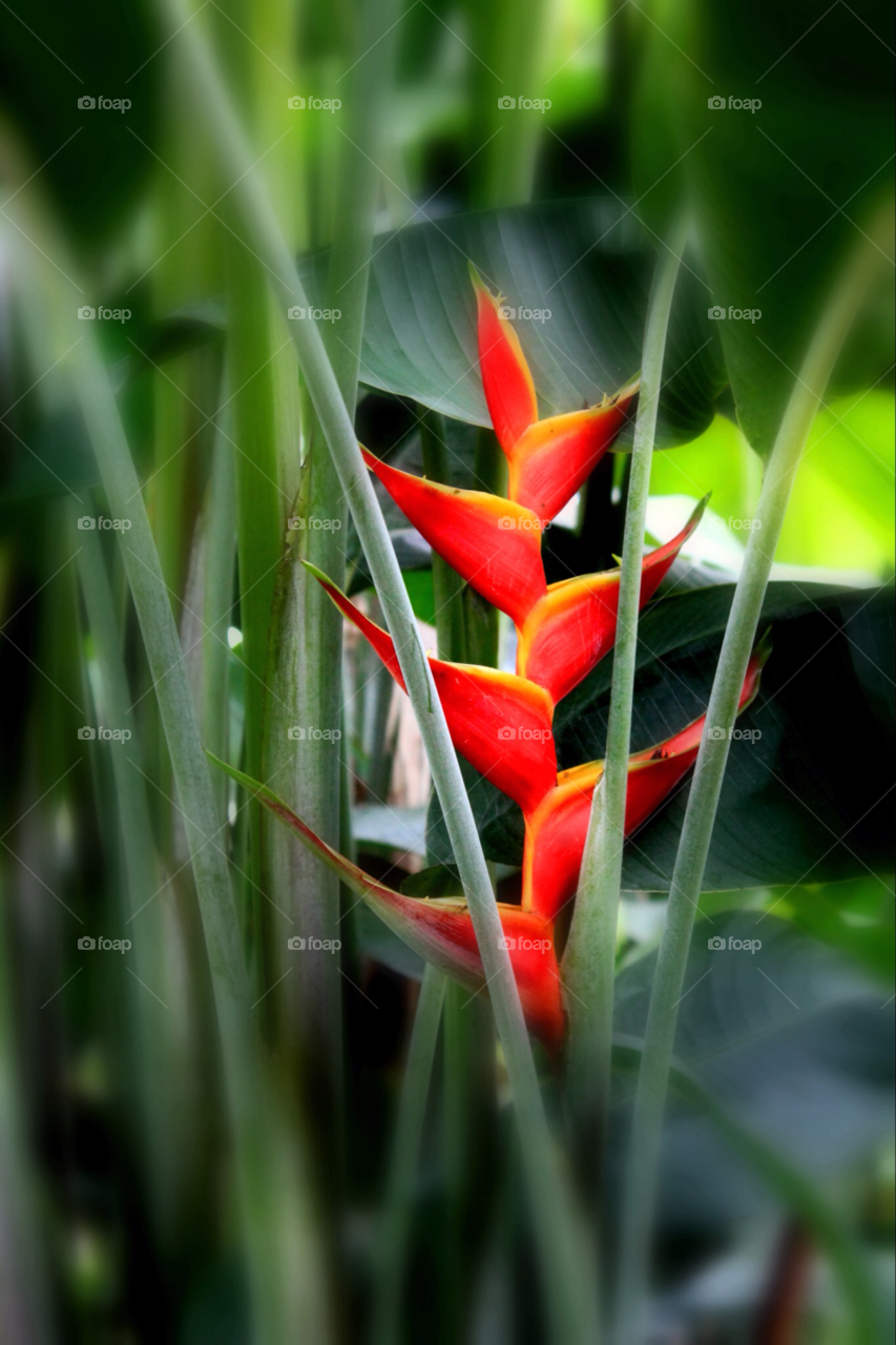 green nature orange bloom by stevehardley7