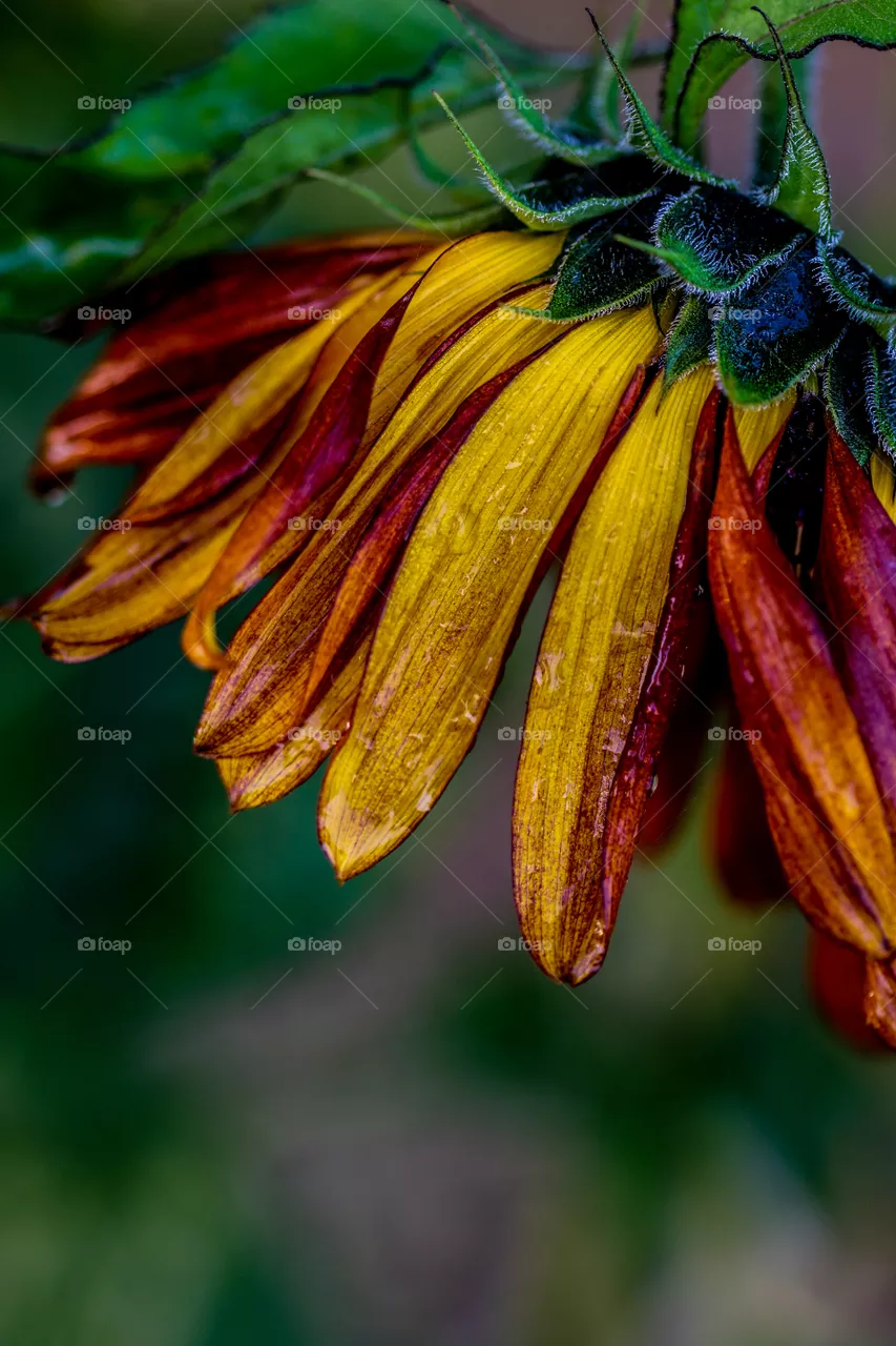 Hello autumn
