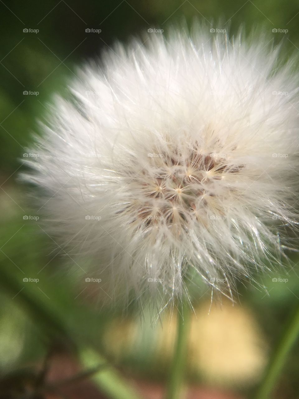 Dandelion past