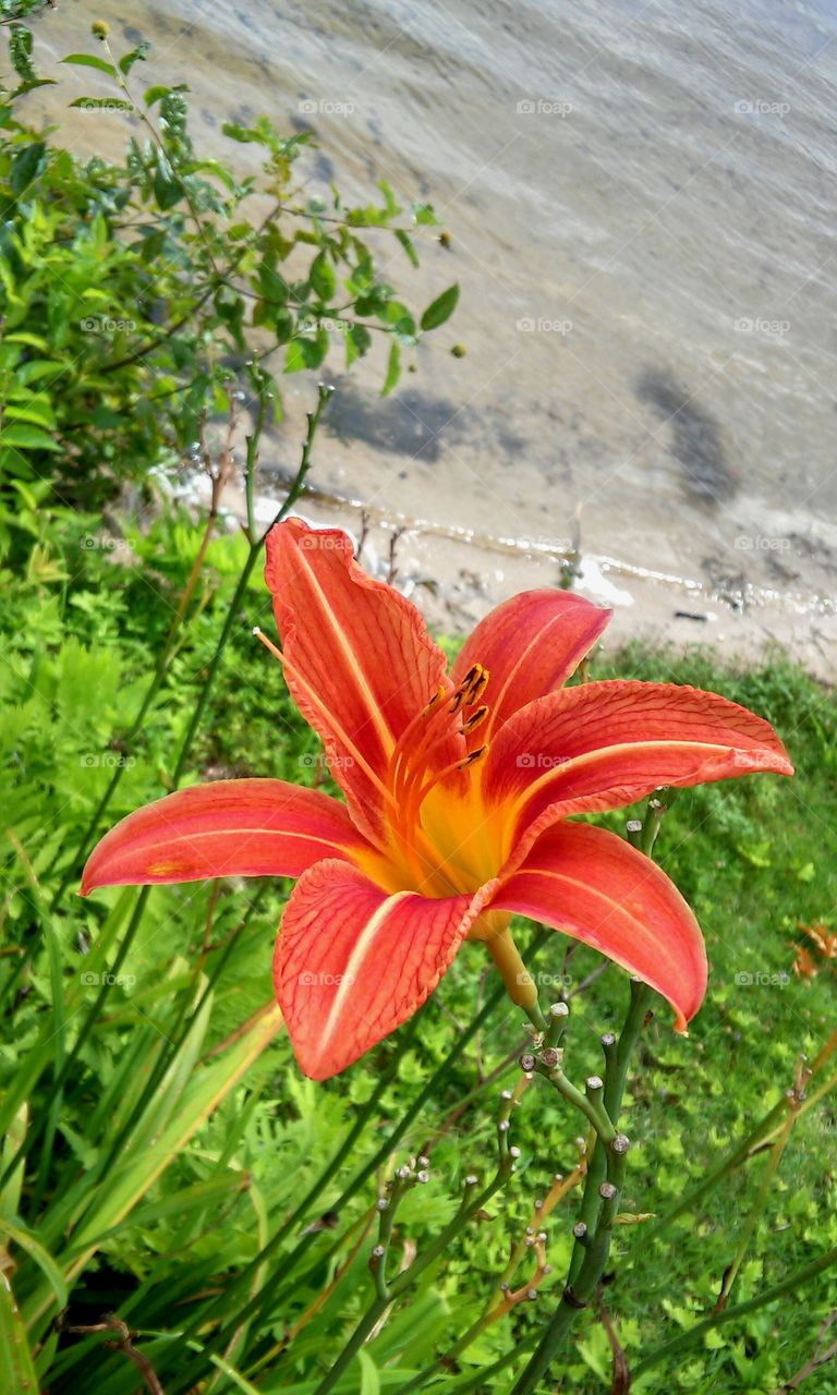 Nature, Summer, Flower, Flora, Leaf