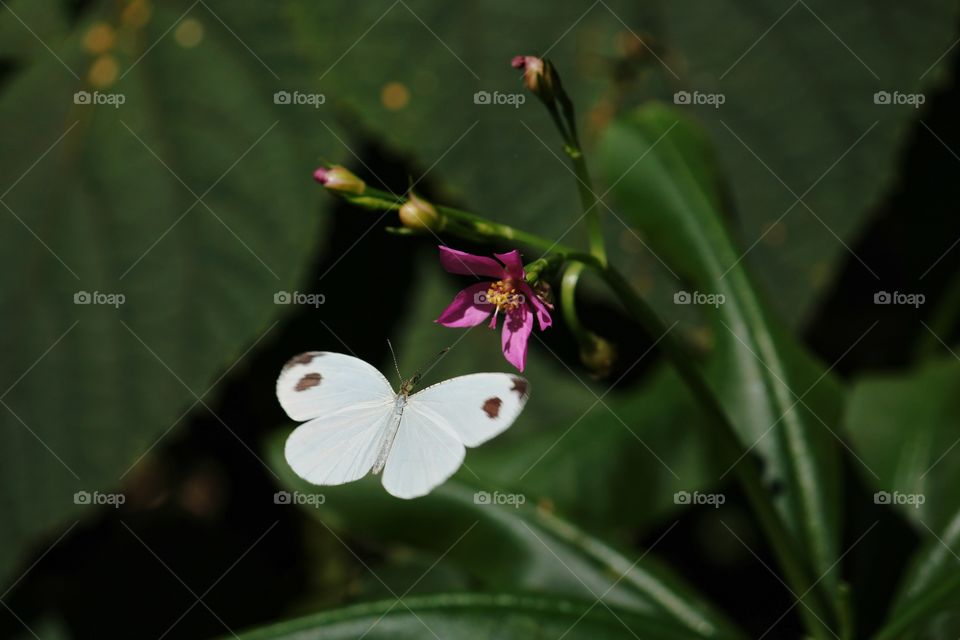 little white butterfly