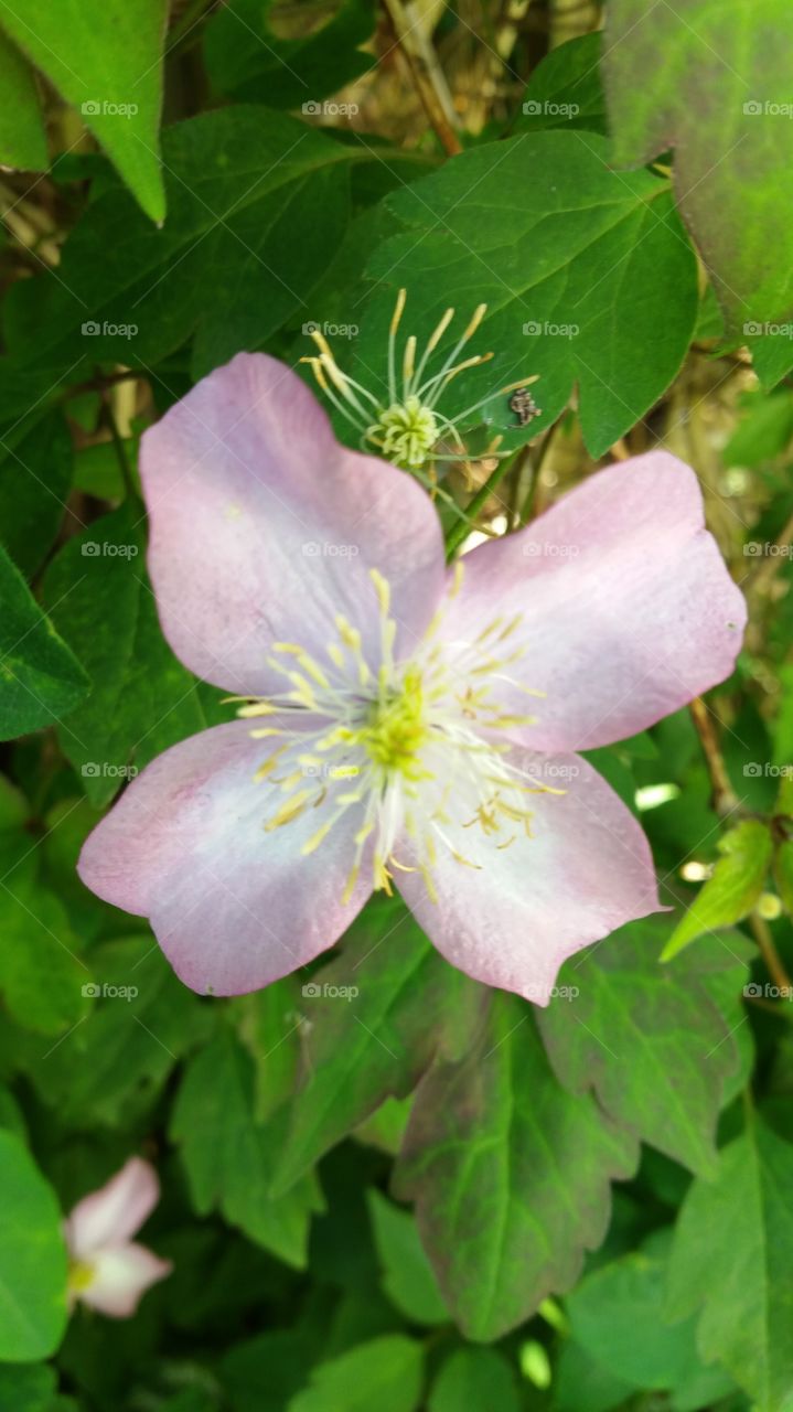 Scientific name: Clematis montana
Higher classification: Leather flower
Rank: Species