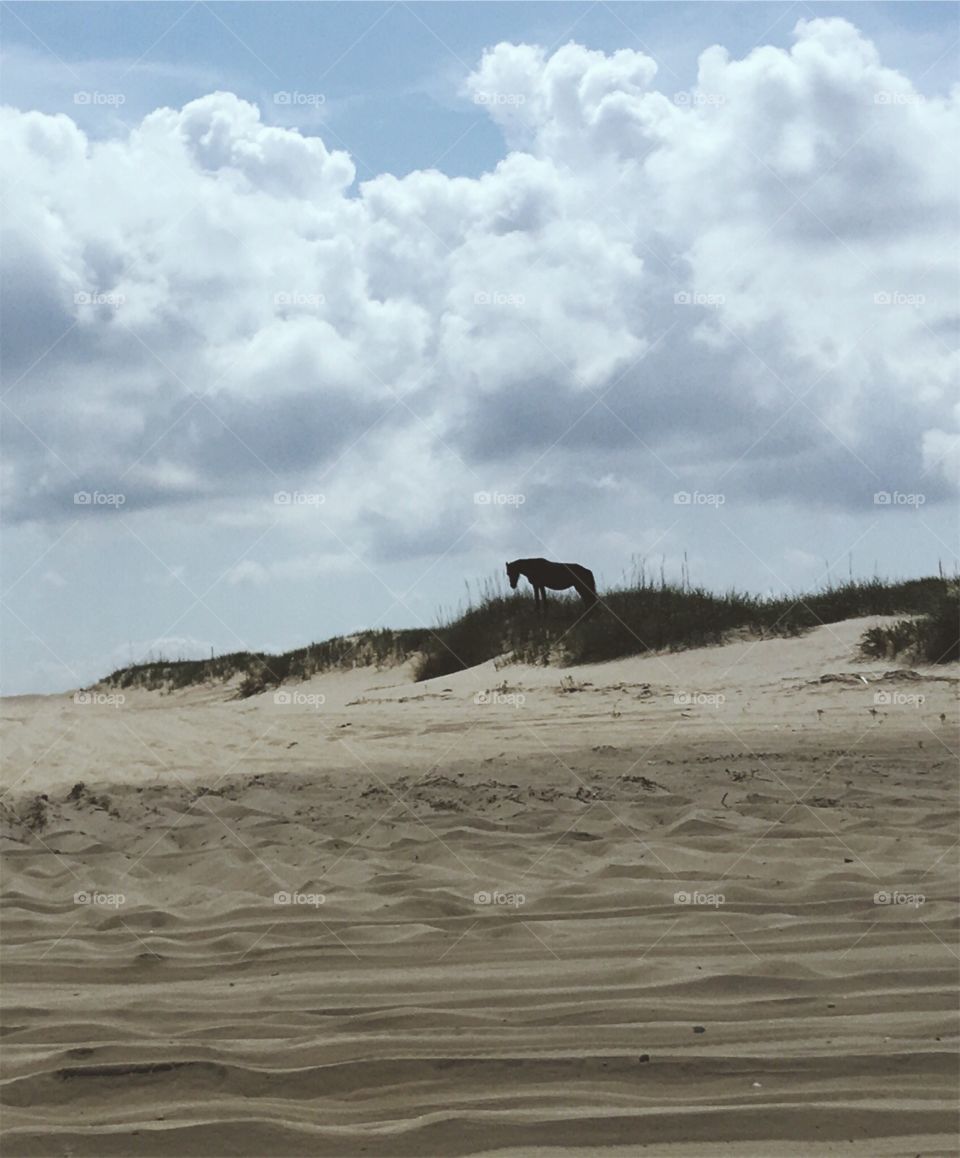 Lone horse on a sand dune in the outer banks 