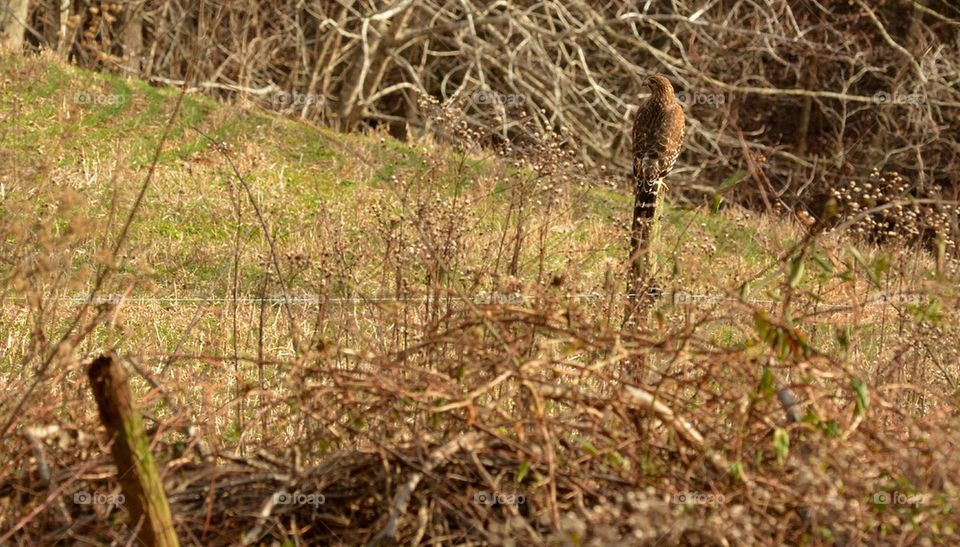 Hawk On Fence post