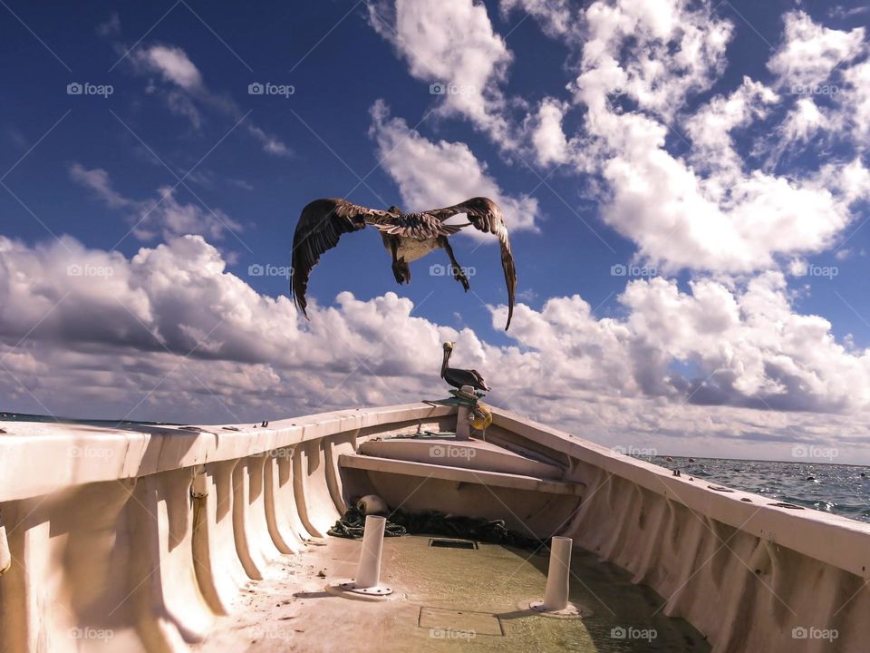 eagle flying above a boat with a pelican on the bow, with a spectacular sky and cloud background