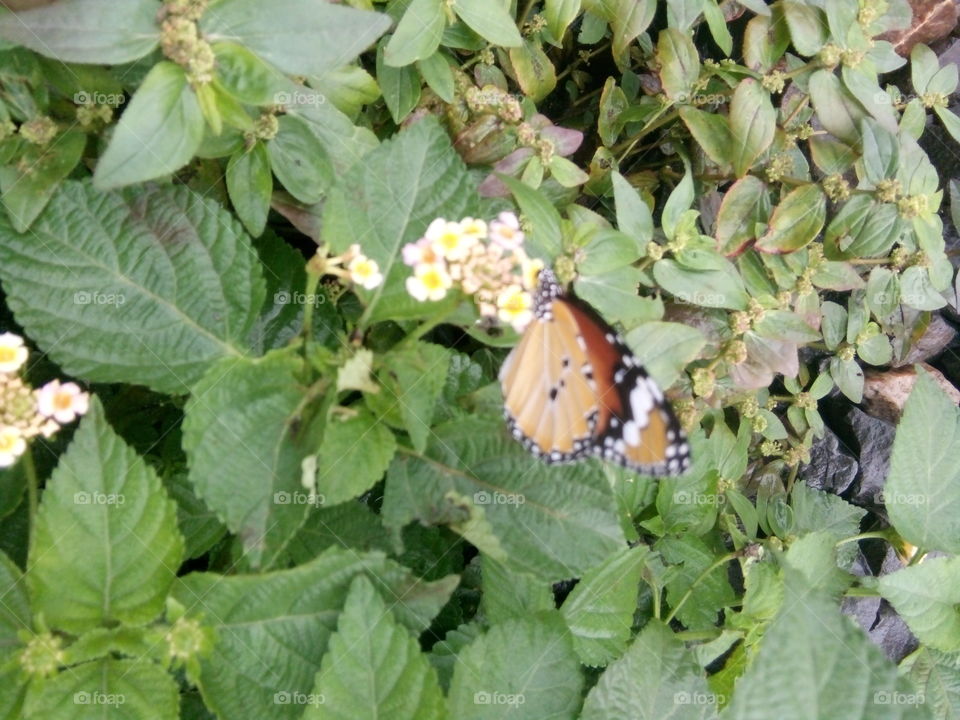 butterfly,butterfly pics,A great photo,a photo for everyone,a memorable photo,a no.  photo,a photo to cherish,a beautiful photo,a great photo for the best people,an evergreen photo,a photo to remember for years, the best result of great photo