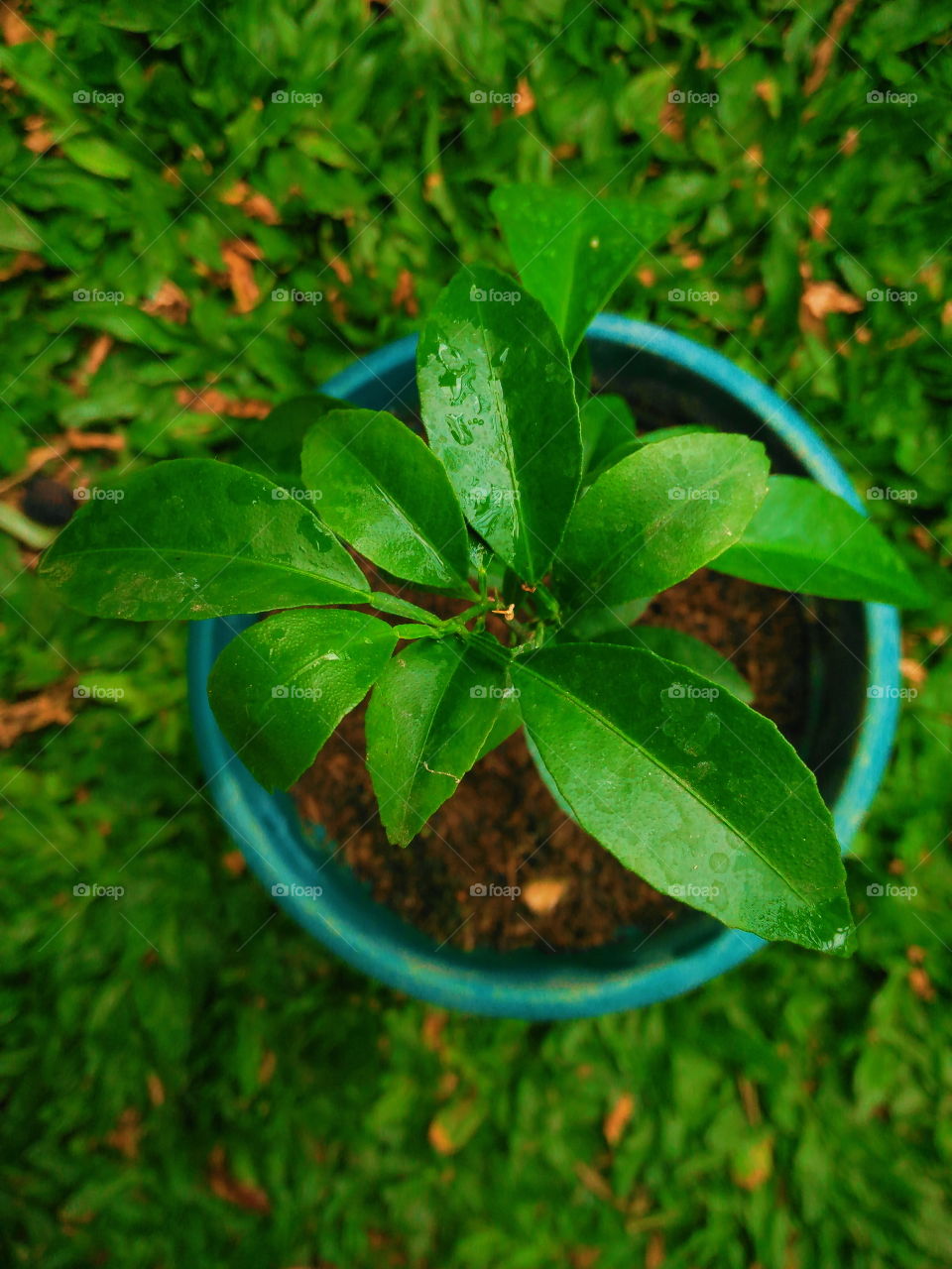 Young oranges in pots