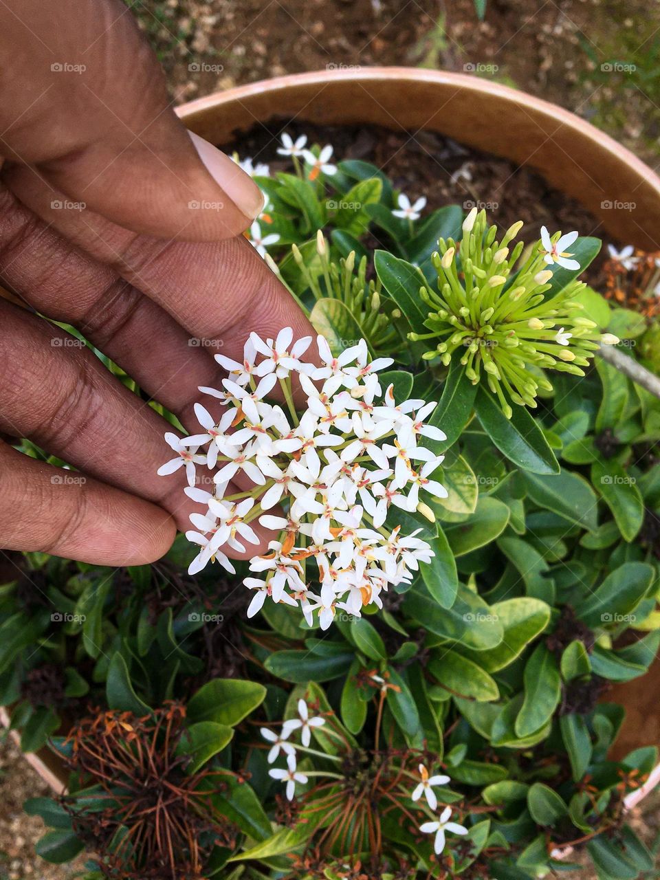 Tiny flowering plant