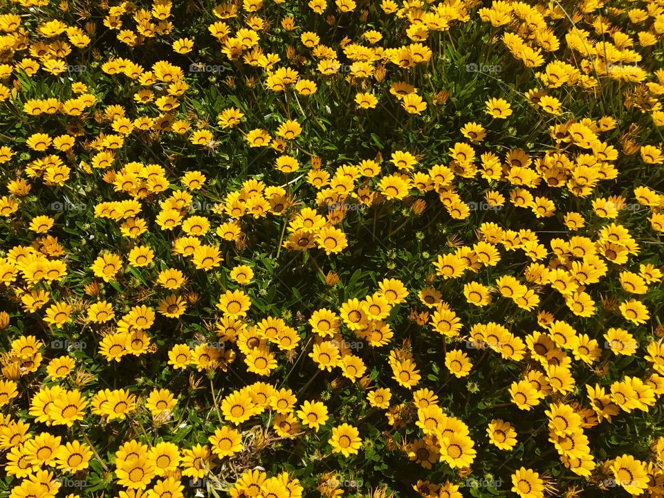 Amazing yellow daisy flowers