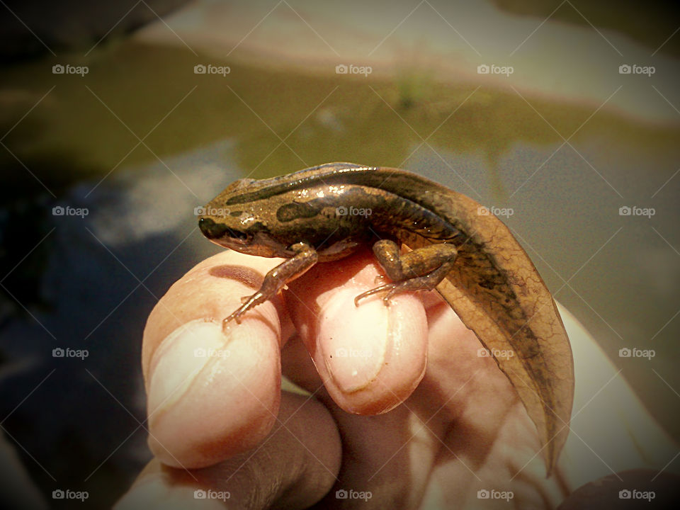 Metamorph. South African summer time