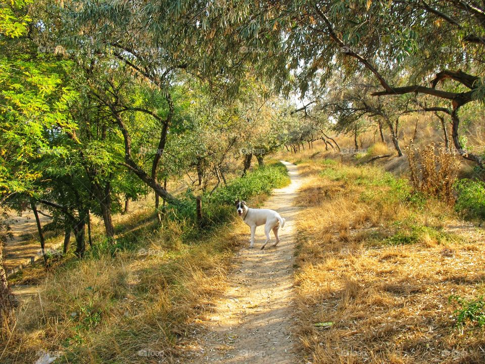 dog in the wild со