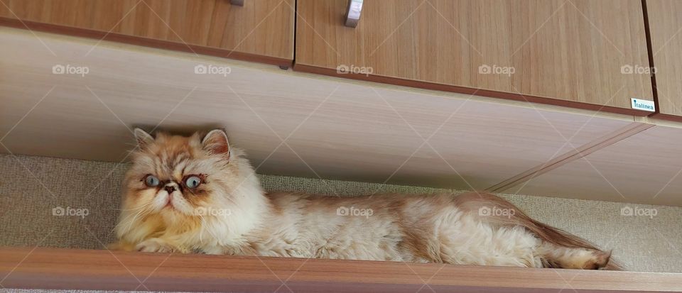 Gata dengosa, esperta encontrou um cantinho para o cochilo .