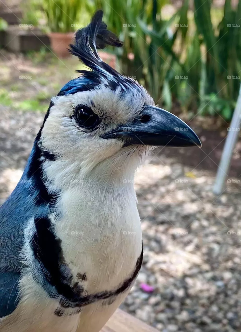 Beautiful bird