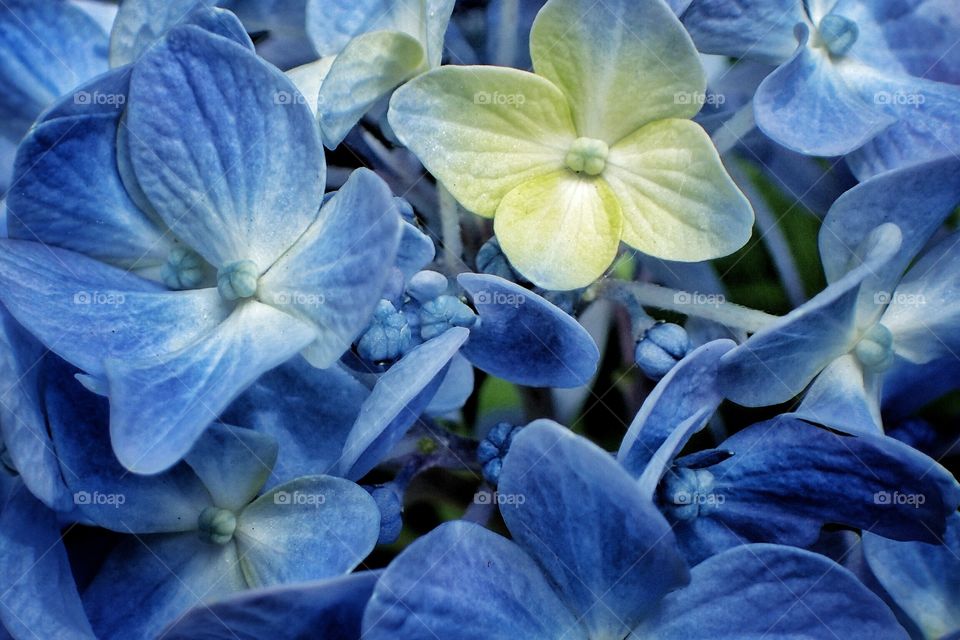 Hydrangeas variation 