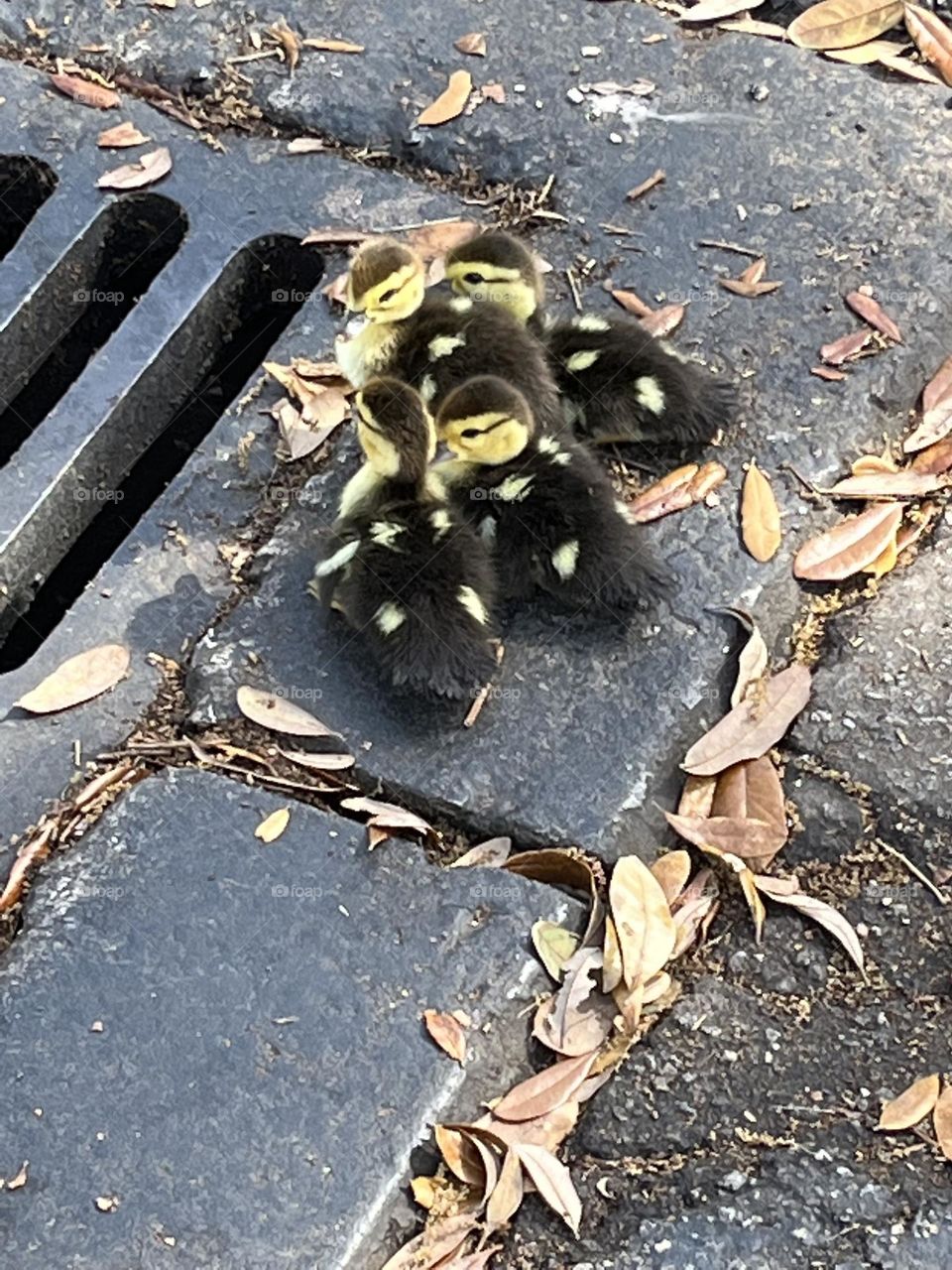 Ducklings 