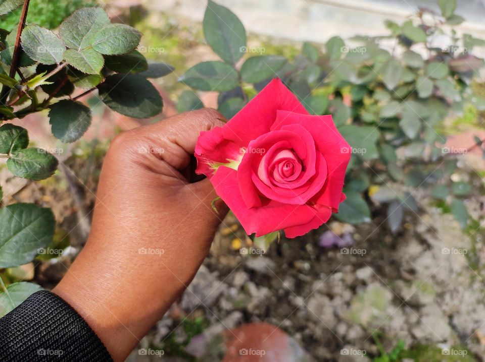 Beautiful rose flower held in the hand