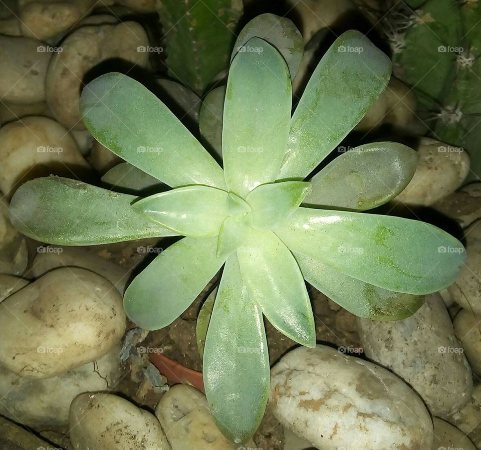Plant