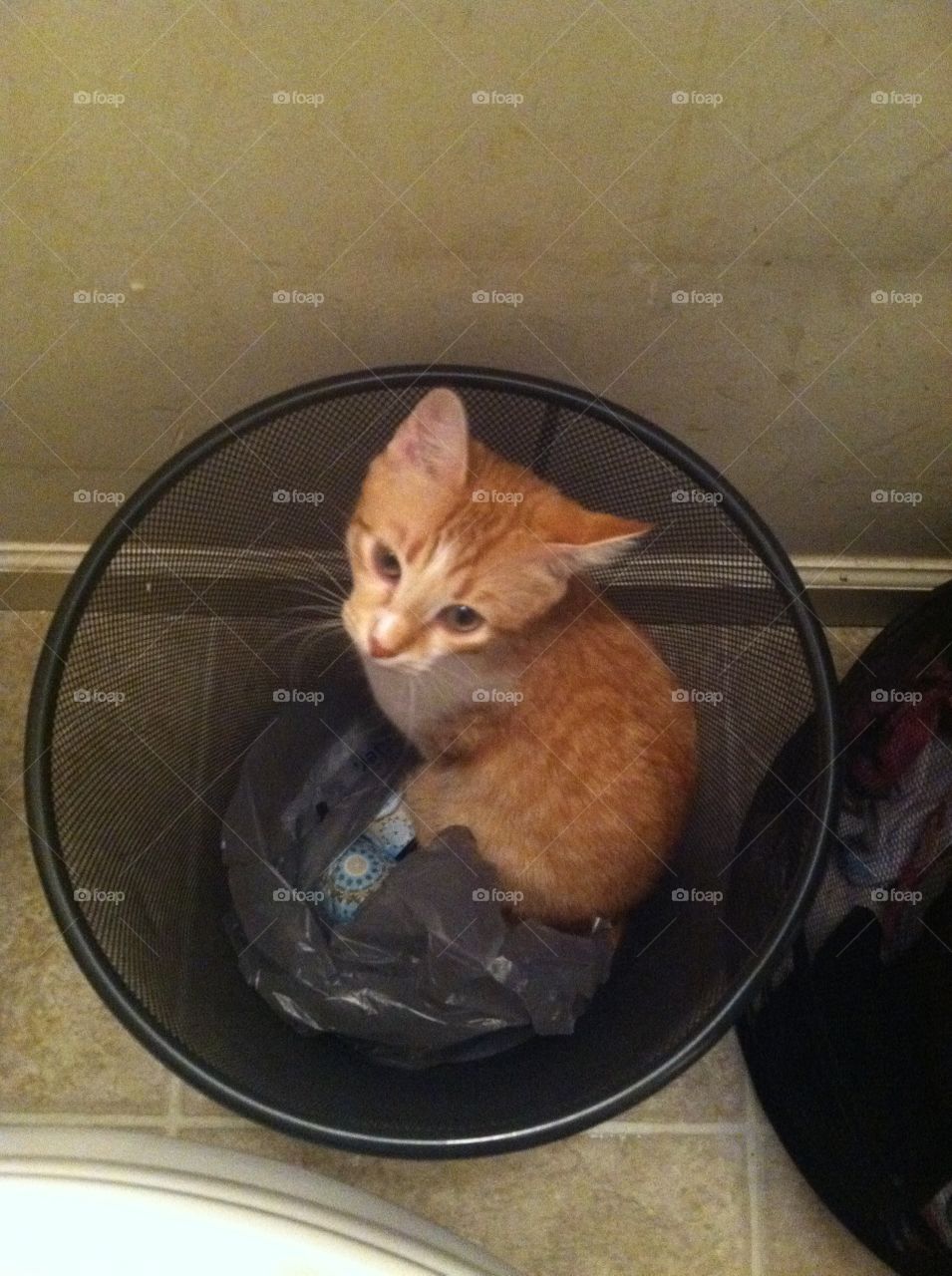 Kitten in trash