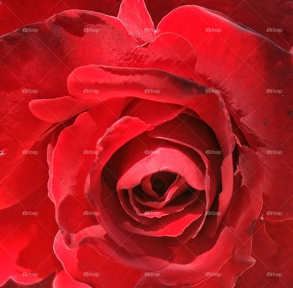 RED VELVET ROSE. Blooming Red Velvet Rose In The Garden.