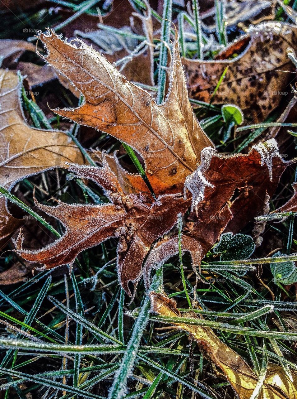 Frost on the ground and leaves