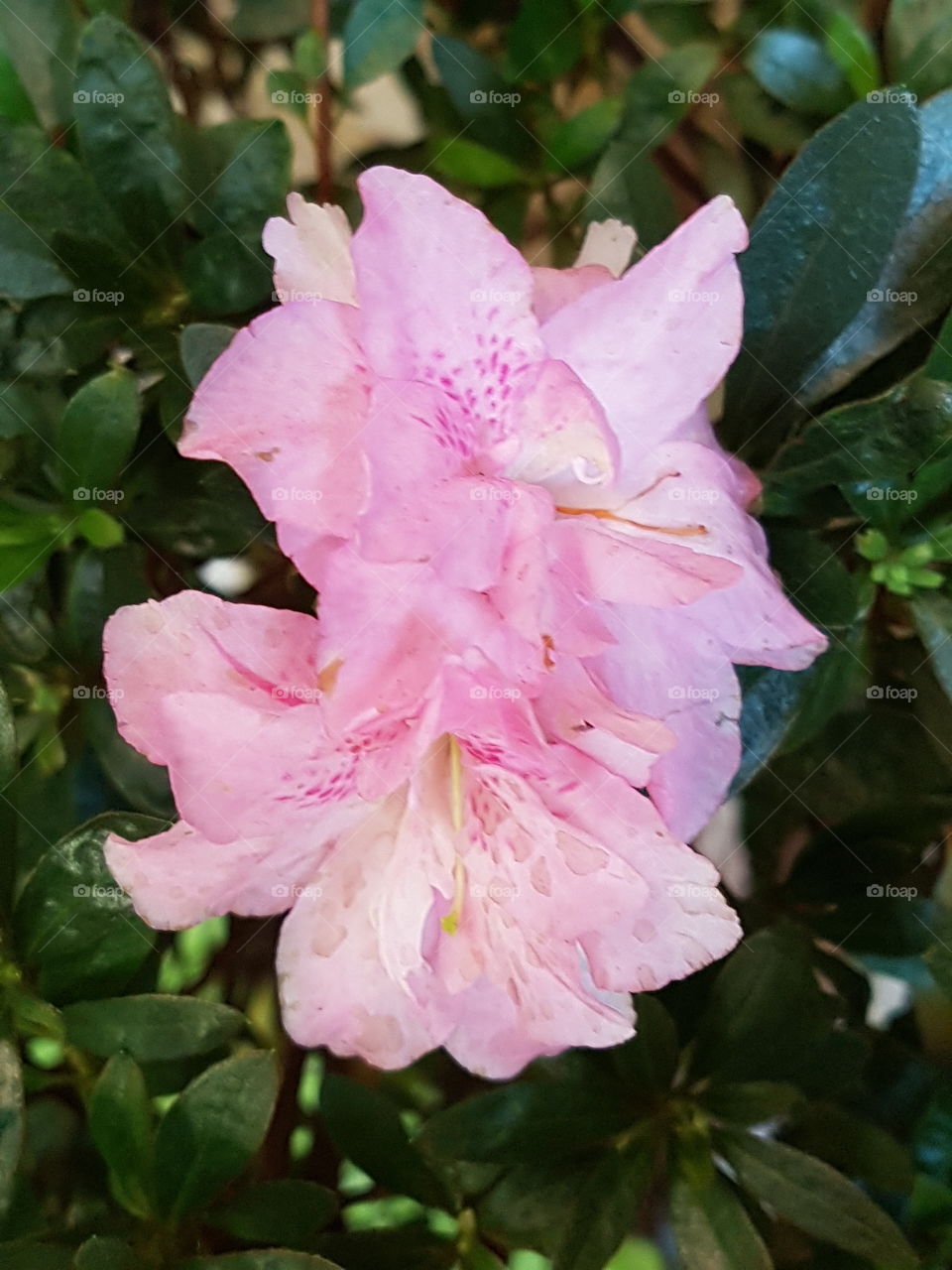 pink azalea