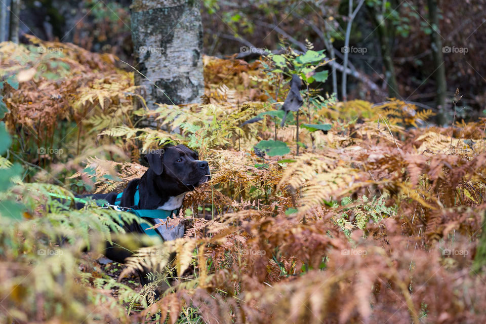 Dog walking in colorful ferns in early autumn 