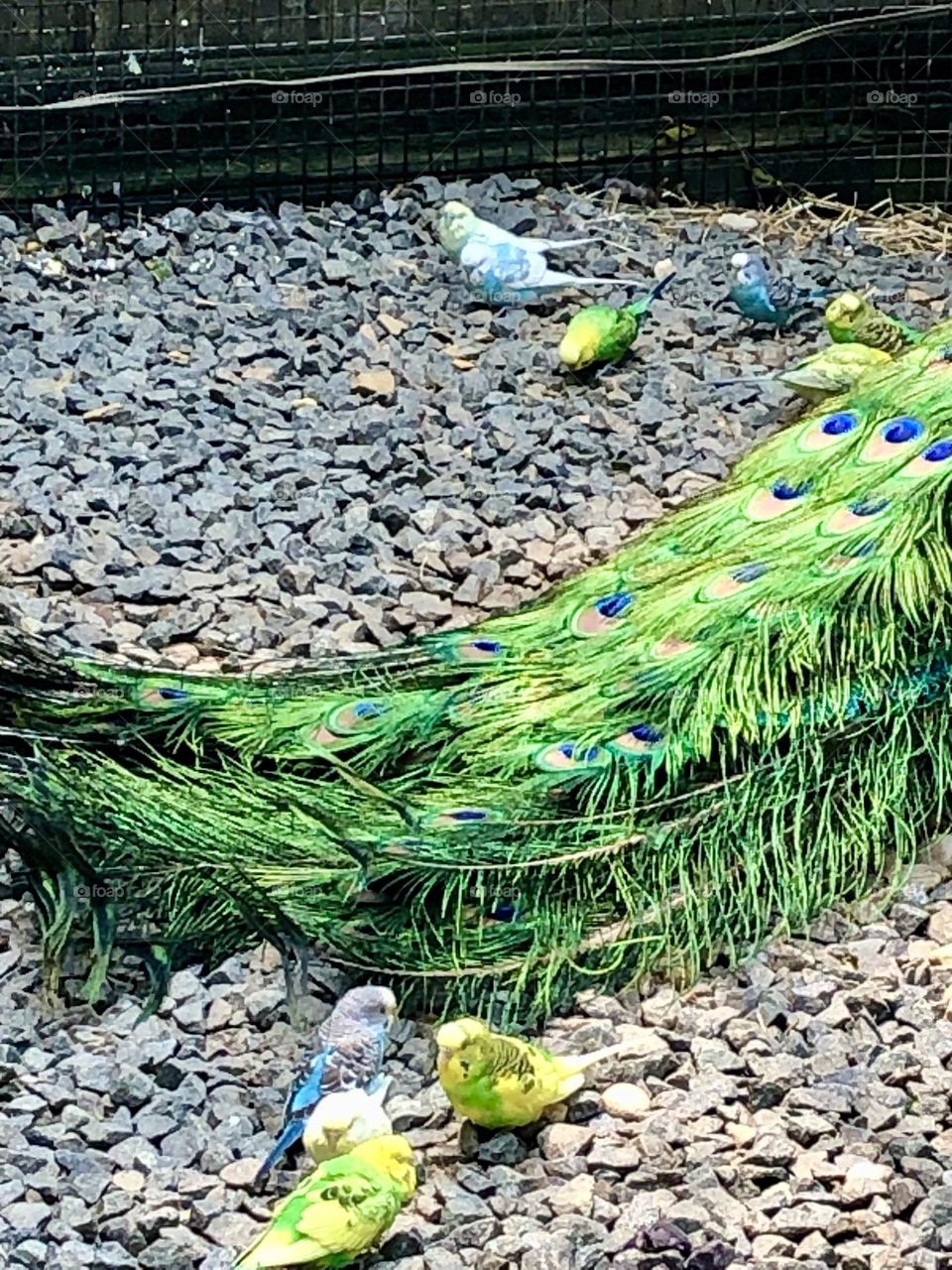 Amazing feathers oft the Peacock bird & Parquets also together at the zoo 🌿🦜🦚🦜     🪶