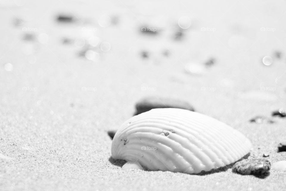 Striped scallop on sand