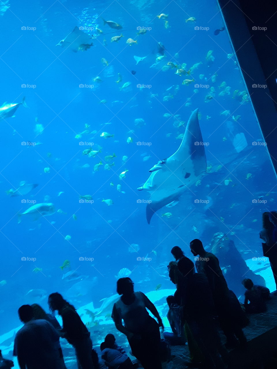 Manta Ray At The Aquarium