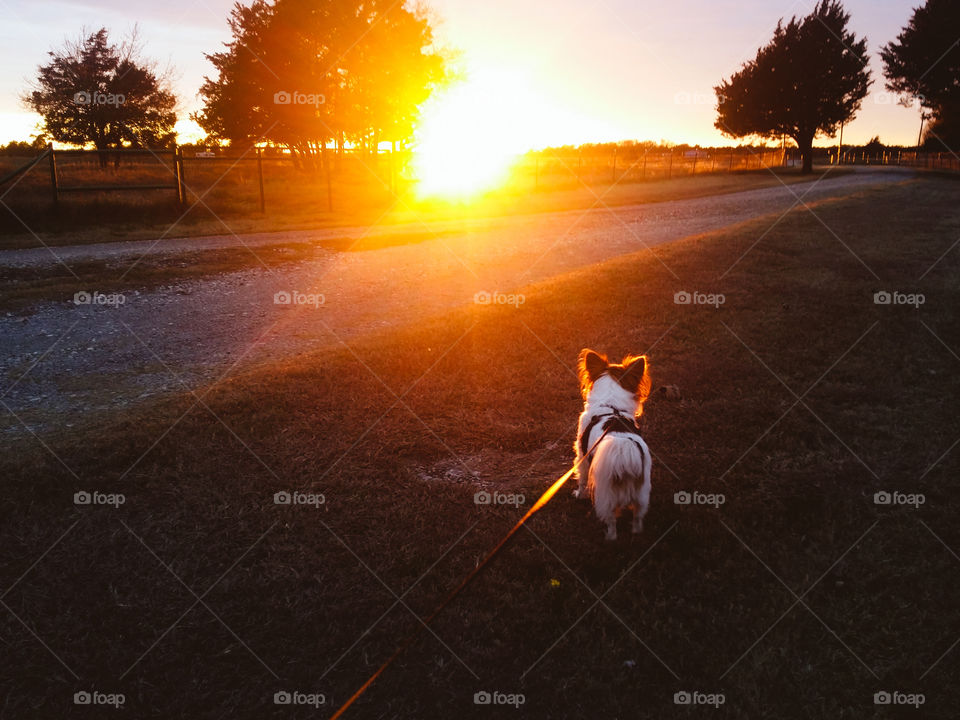 Walking Dog at Sunrise