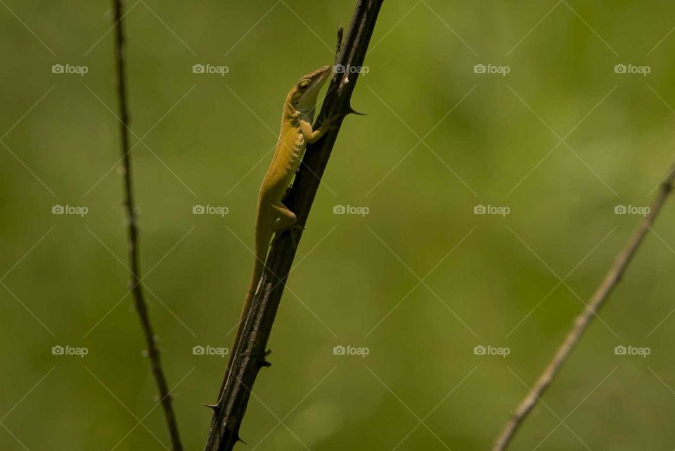 Anole lizard on branch