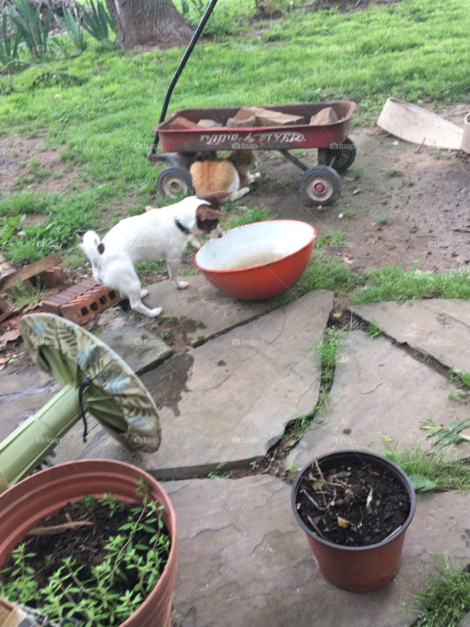 Tipping the water bowl as the cat watches and thinks about attacking his buddy. 