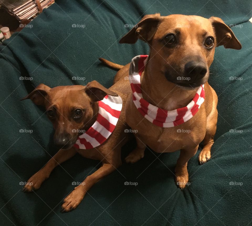 Two dogs with Christmas scarves 