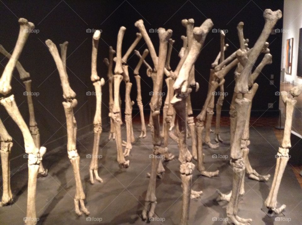 Camel leg bones sculpture . I found this interesting sculpture in DIA. In Detroit Michigan.