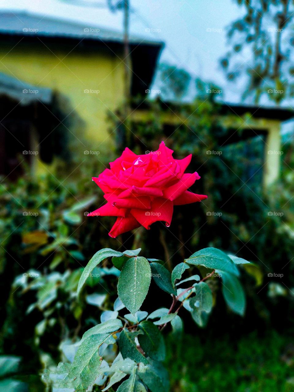 I have taken this picture of rose flower with my own hand. The rose flower looks very beautiful. Flowers mean very beautiful. Nothing is as beautiful as flowers.