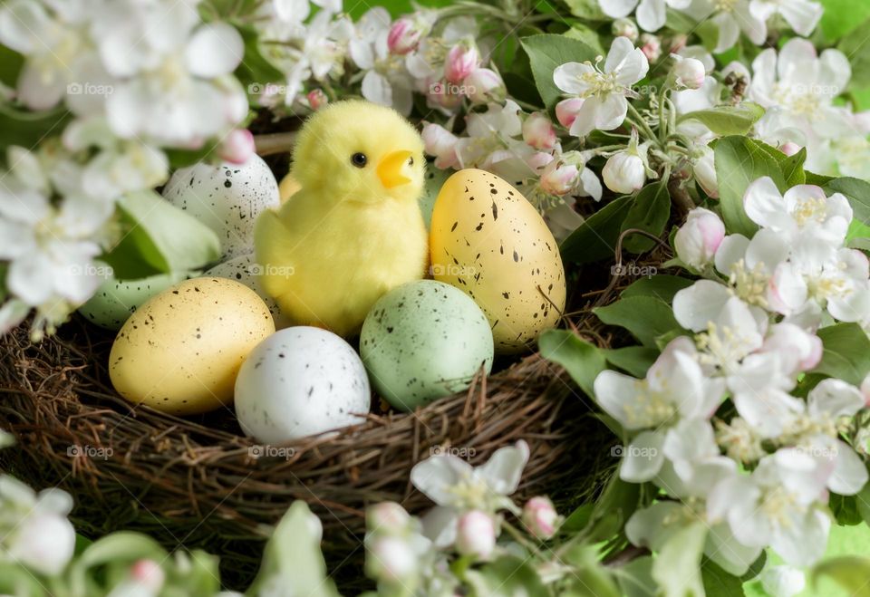 A yellow chick, in a nest with eggs surrounded by apple blossom