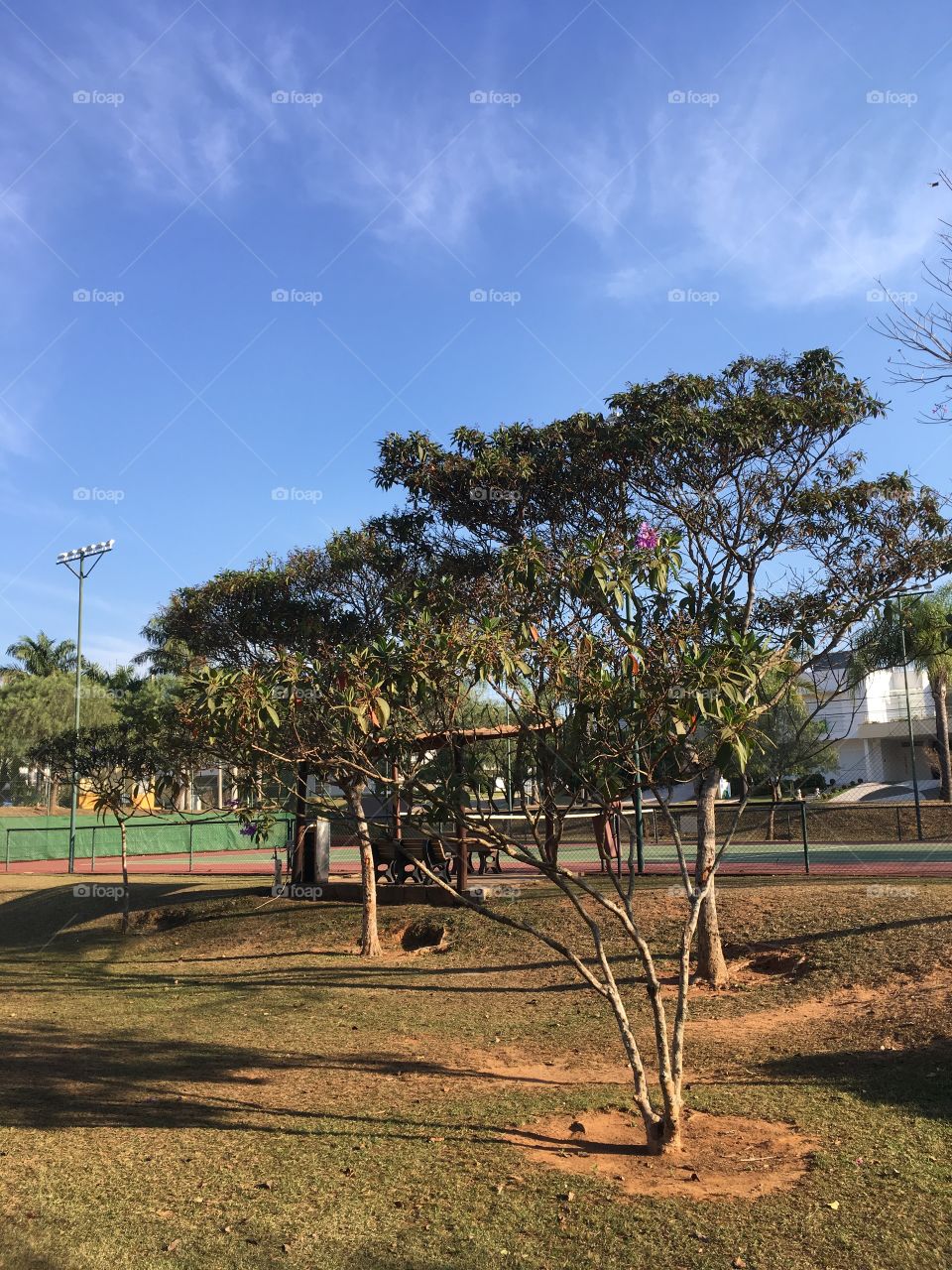 Céu azul muito bonito em Jundiaí, com árvores muito belas no Reserva da Serra. Ótimo domingo. 