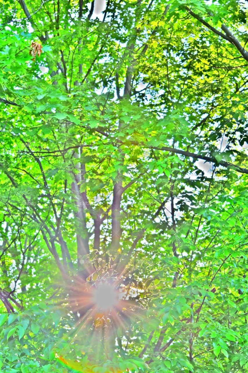 A light through the trees. Sugarloaf The Old Course
Cedar, MI