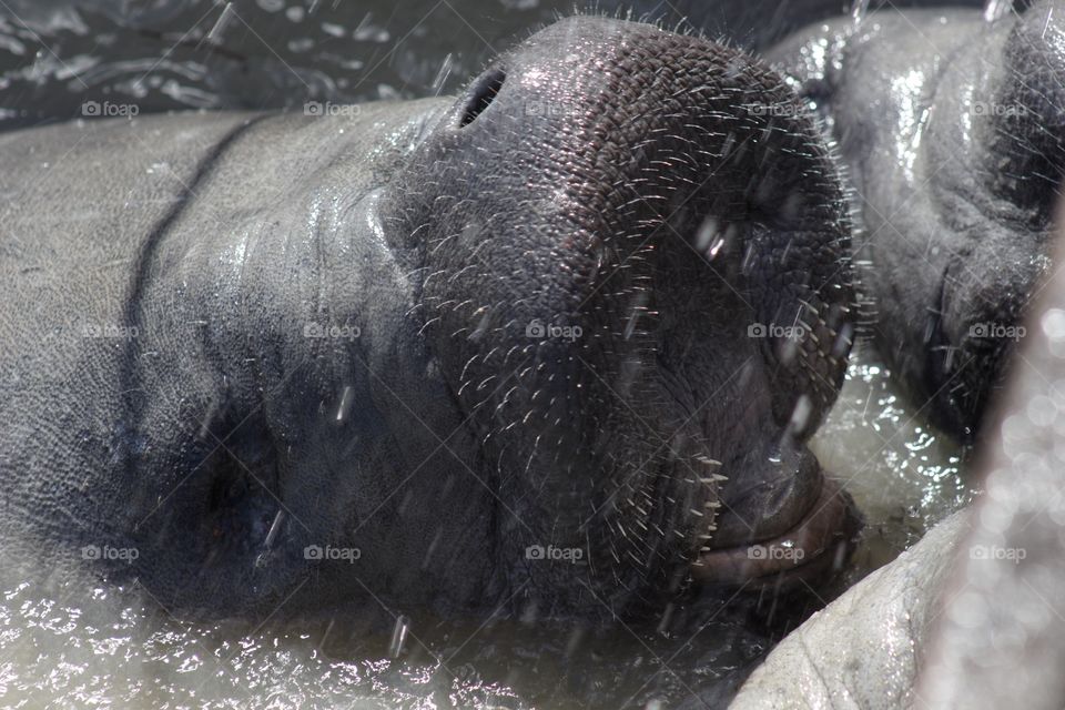 Manatee drinking water.