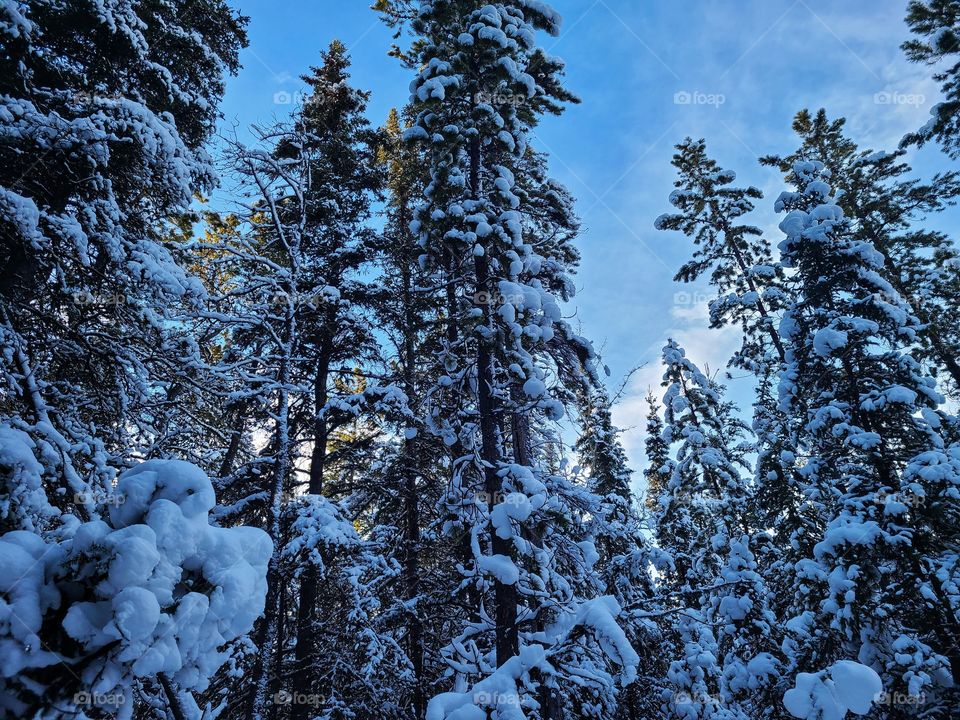 Snow covered trees in the north forest